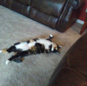 Meet your Posher, Serenity